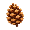 Conifer Cone plant – Grow a Garden 2