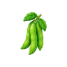 Green Bean plant – Grow a Garden 2