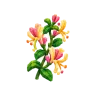 Honeysuckle plant – Grow a Garden 2